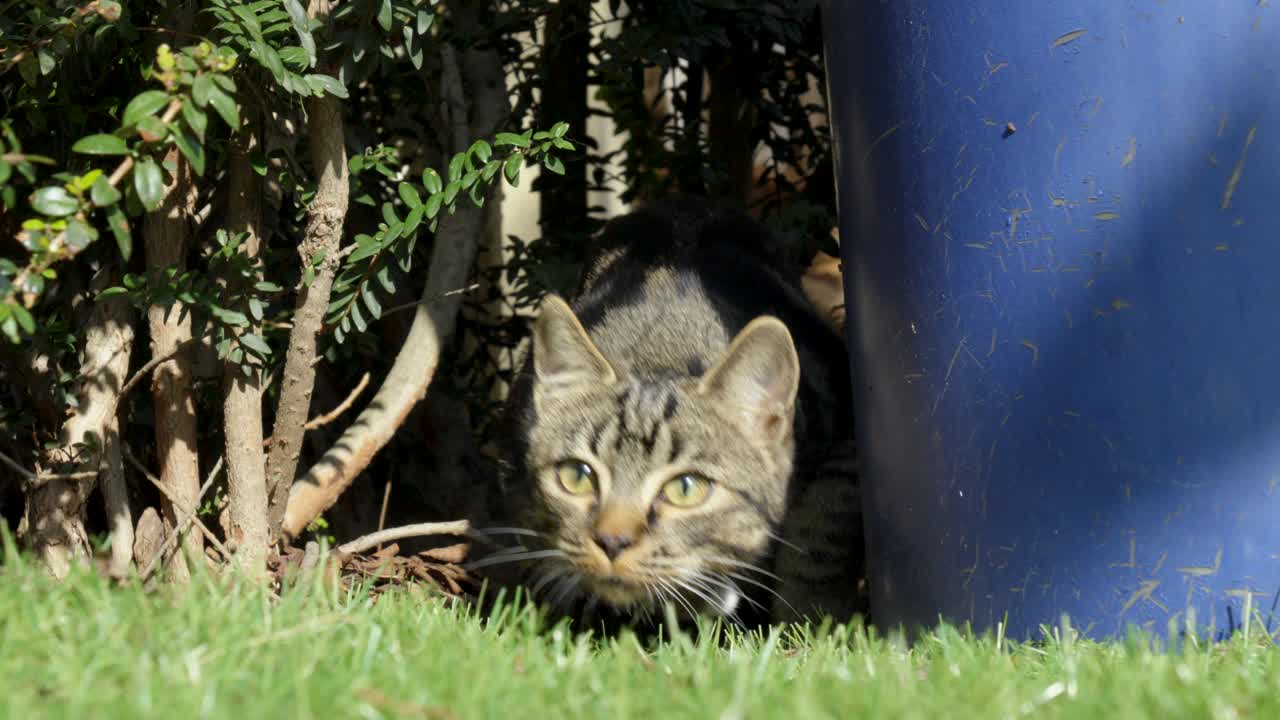 Alert tabby cat hiding under bushes and preparing to leap, blending into a sunlit garden with intense focus and feline agility.
