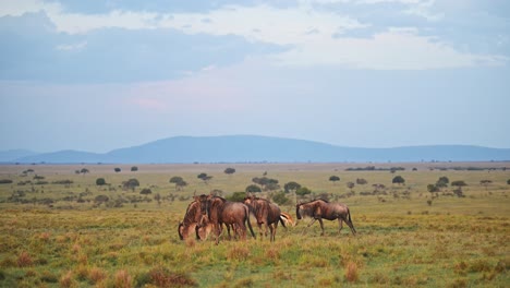 slow motion of wildebeest grazing on grass in rainy season under dramatic stormy storm clouds and sky in africa, african wildlife safari animals in maasai mara grassland, masai mara in kenya