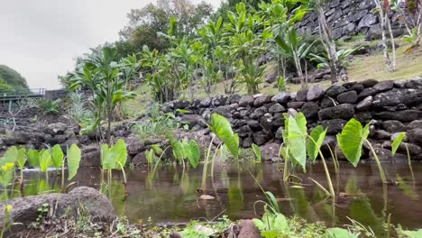 Taro-Flecken-Im-Iao-Valley,-Hawaii