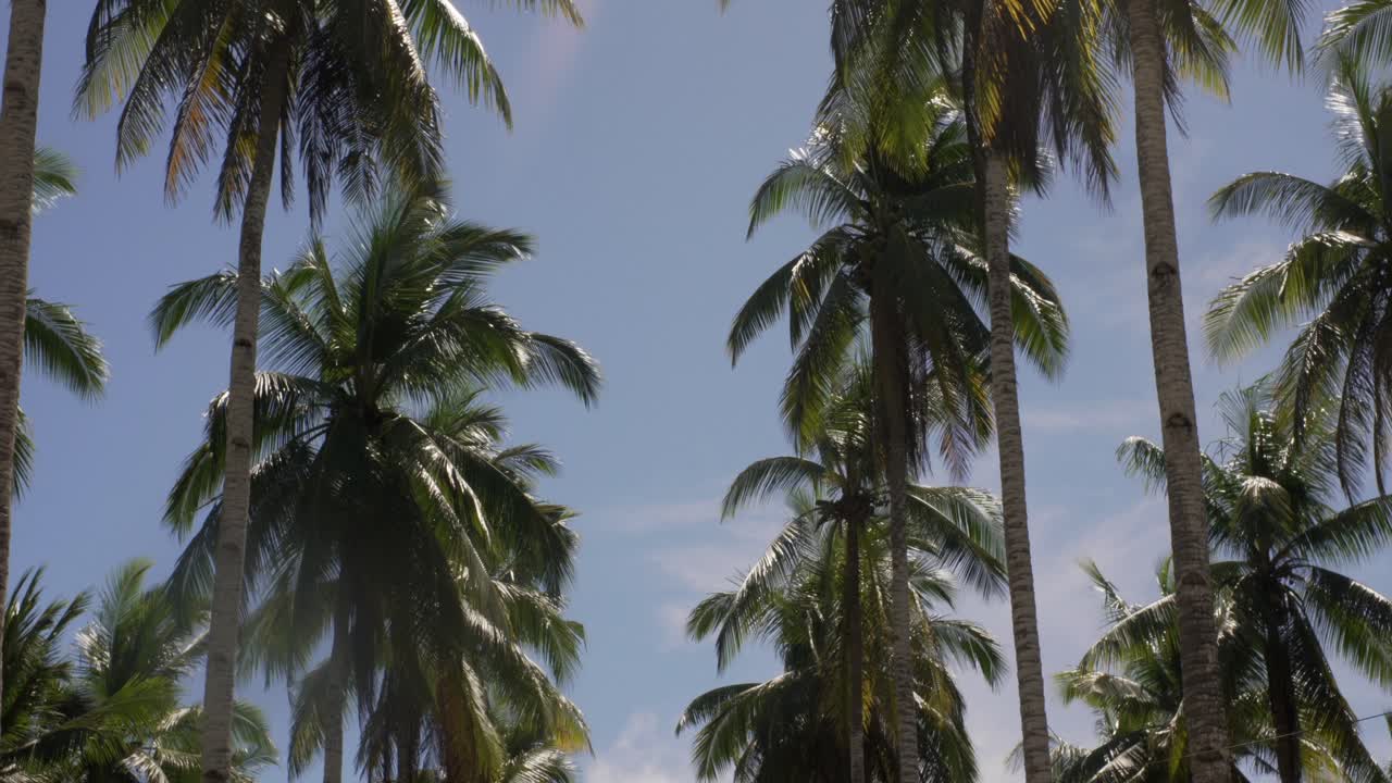 Đồn điền dừa ở Philippines.