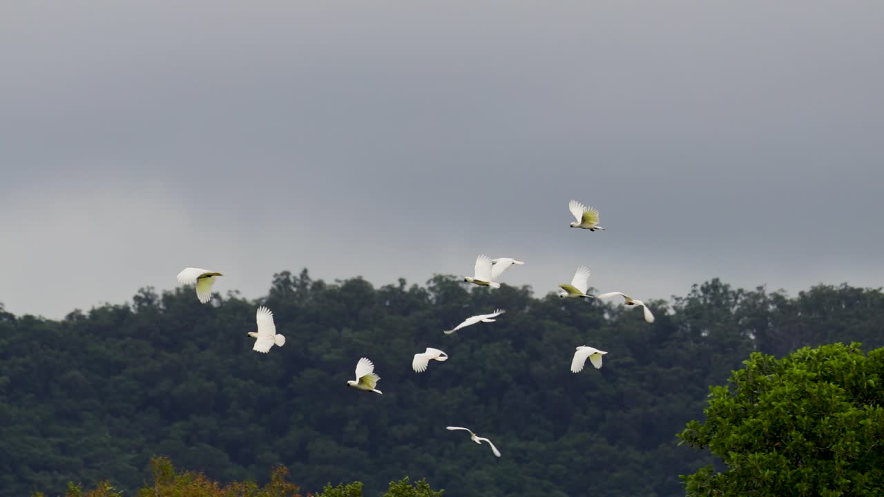 Flock of sulphur-crested cockatoos soars above lush rainforest, overcast daylight, steady wide shot