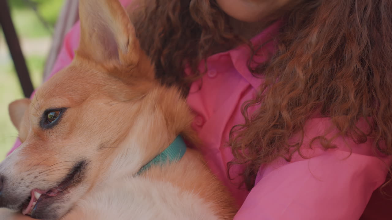 Corgi Joyful Portrait, Corgi Smiling With Tongue Out On Swing, Adorable Corgi With Relaxed Eyes Held By Mother Outdoors, Closeup Of Cheerful Corgi With Tongue Visible Held On Striped Swing