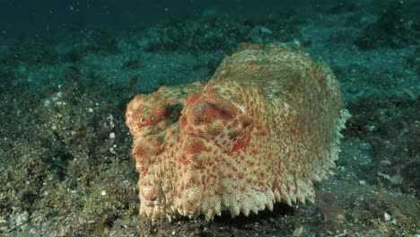 pepino de mar mueve su cuerpo cuerpo grande a lo largo del fondo del mar hacia un camarógrafo submarino