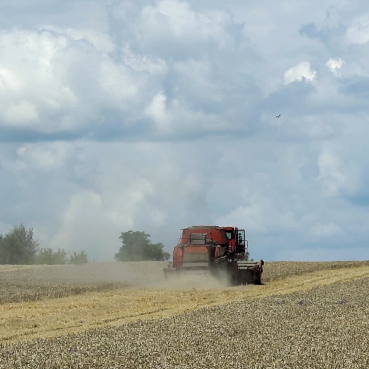 Combine harvester during grain harvesting. Harvest time. Agricultural sector