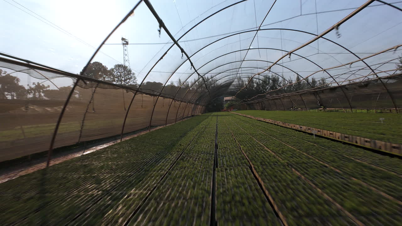 Flying FPV inside large plant nursery. Misiones, Argentina