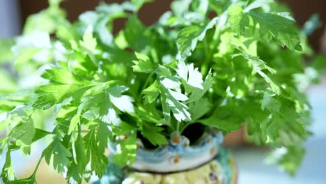 Closeup-fresh-green-parsley-leaves-outdoor-plant-moving-under-sun-in-ceramic-jar