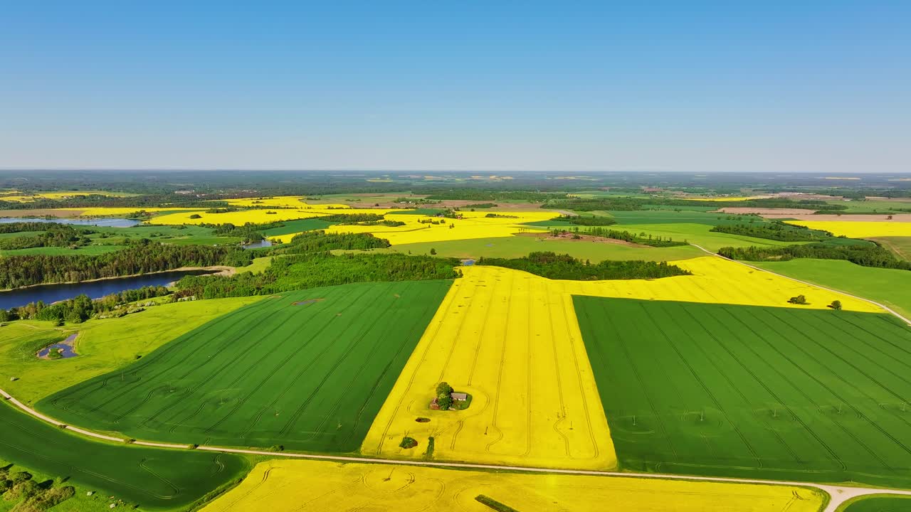 Cinematic vertical drone rising over rapeseed and grain fields in Latvia summer