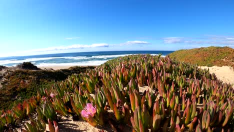 Paisaje-De-Playa-Costera-Sobre-Dunas-De-Arena-Cubiertas-De-Coloridas-Plantas-De-Hielo-Costeras