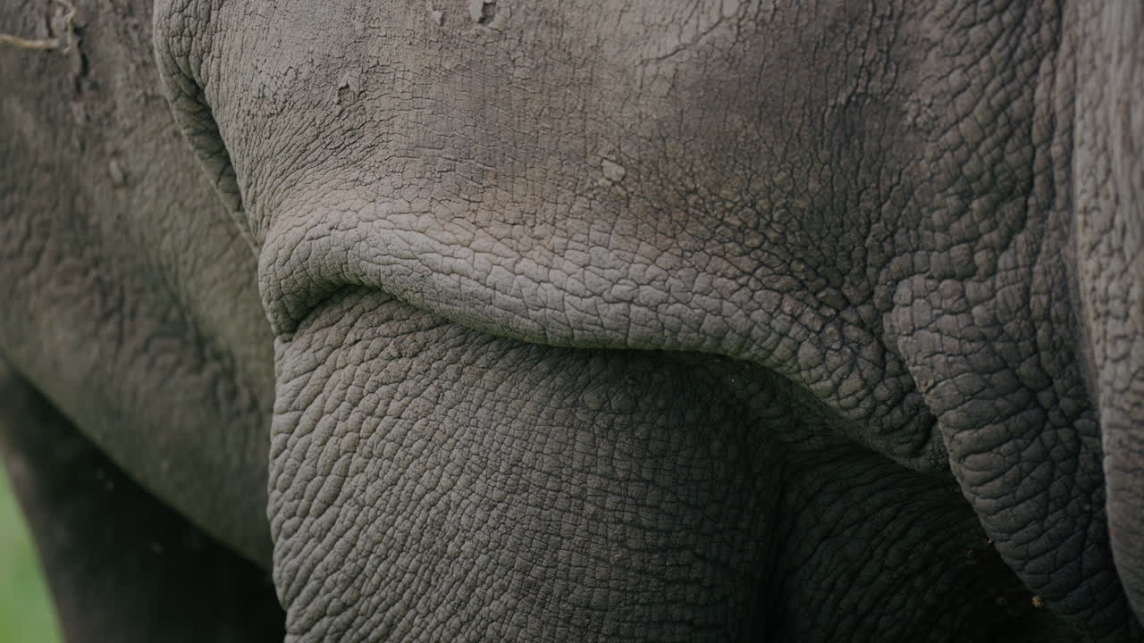 Close-up of Rhino Skin Texture