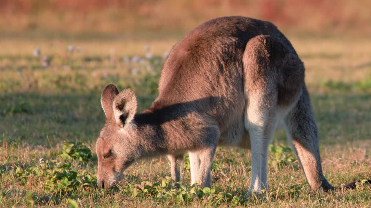 A young kangaroo joey feeds on grass in an open field during golden hour, with warm natural sunlight and a steady camera angle