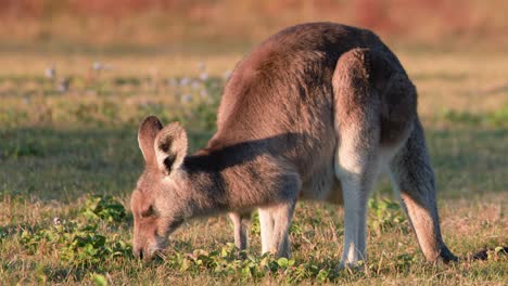 a young kangaroo joey feeds on grass in an open field during golden hour, with warm natural sunlight and a steady camera angle