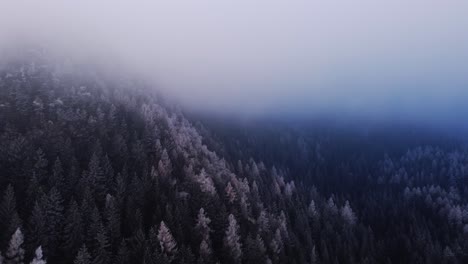 dark forest woodlands trees, flying over moody aerial mountain scenery, on blue cloudy day in fall, white spooky orange tree tops