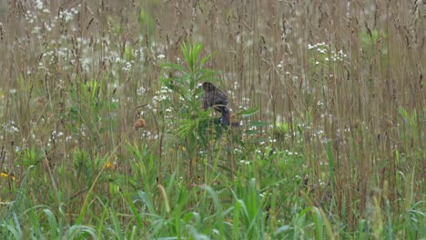 A-female-red-winged-blackbird-perched-on-a-green-plant-in-a-field-of-grass