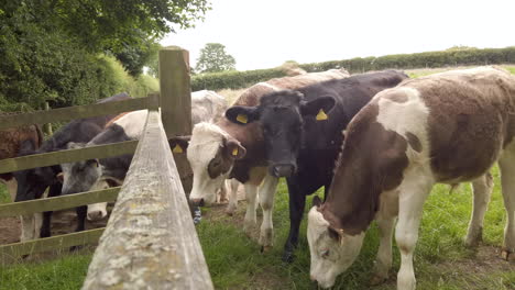 Static-Shot-of-Dairy-Cows-Behind-Field-Gate-Shaking---Moving-to-Avoid-Being-Bitten-by-Horse-Flies-in-Slow-Motion