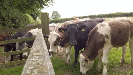 static shot of dairy cows behind field gate shaking - moving to avoid being bitten by horse flies in slow motion