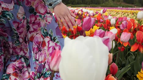 Chica-Con-Vestido-Floral-Caminando-Entre-Las-Hileras-De-Flores,-Toque-Suave-De-Los-Coloridos-Tulipanes