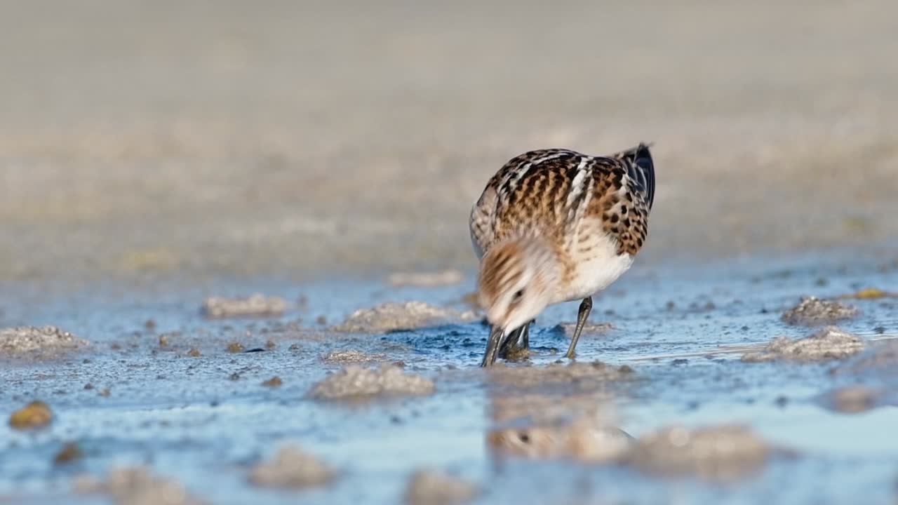 The little stint (Calidris minuta) western Norway