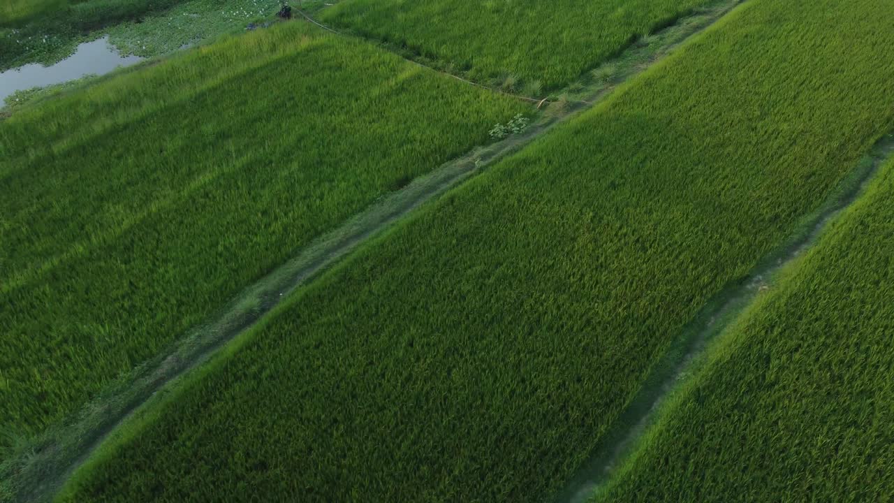 vista aérea de los campos de arroz