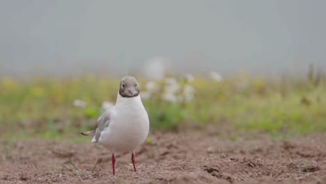 Gaviotas-Reidoras-Caminando-Por-El-Suelo-Y-Buscando-Comida