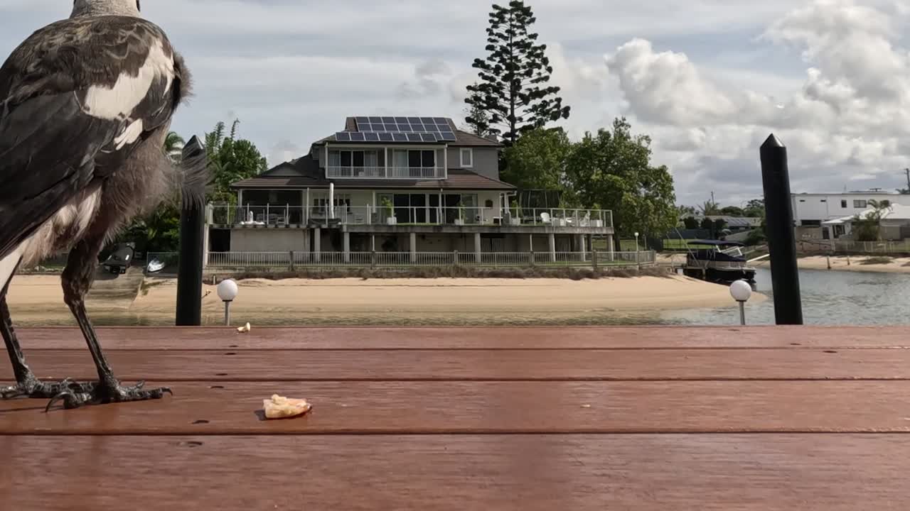 Magpie eating and interacting on a sunny pier.