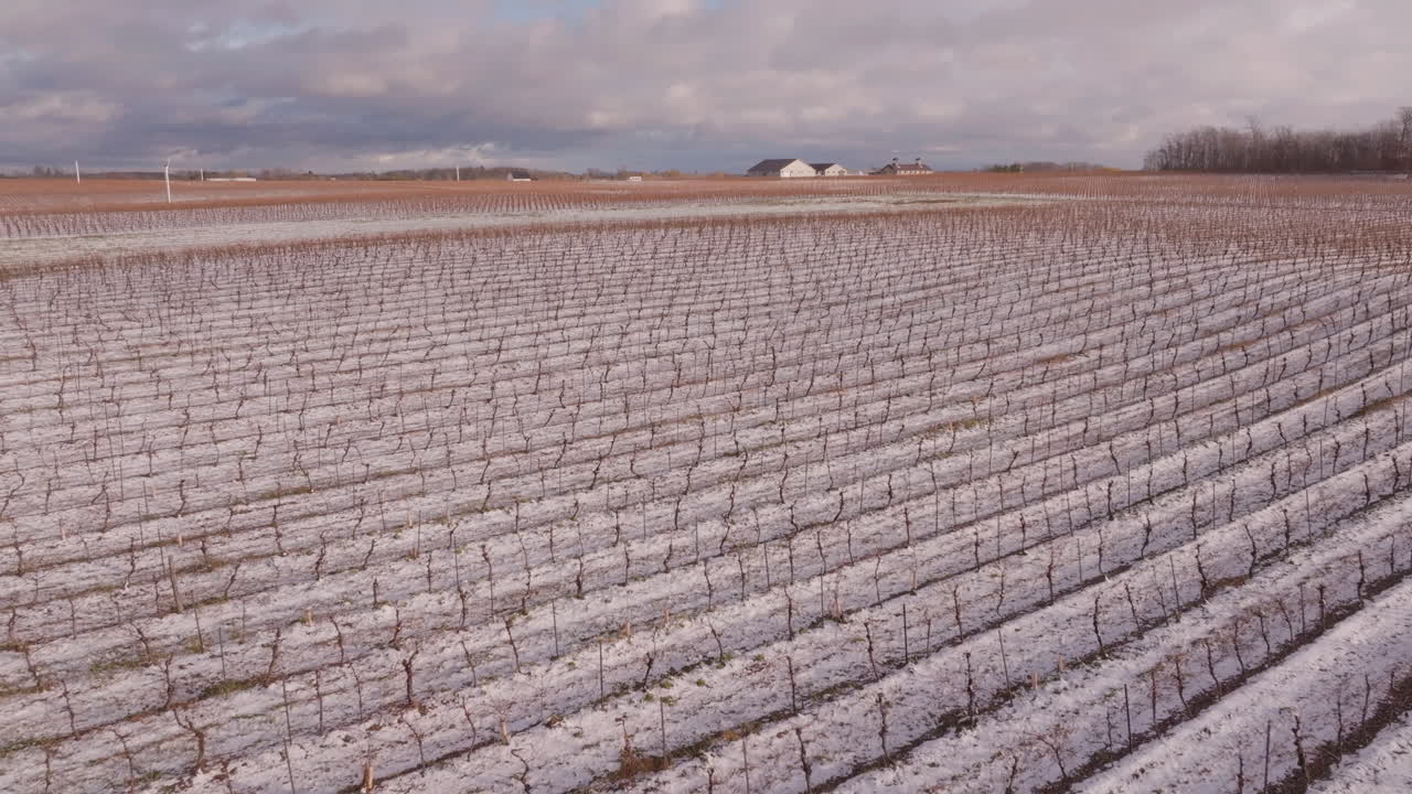 Winter vineyard in Niagara, serene and snowy, with a tranquil landscape feel