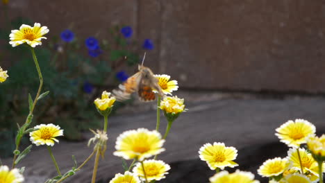 A-painted-lady-butterfly-flying-in-slow-motion-feeding-on-nectar-and-pollinating-in-a-field-of-yellow-flowers