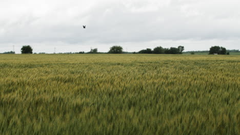 Campo-De-Trigo,-Paisaje,-Kansas,-Antecedentes,-Hierba,-Verde,-Granja,-Agricultura,-Agricultor,-Crecer,-Creciente,-Cosecha,-árboles,-Nublado,-Lluvia,-Nube,-Verano