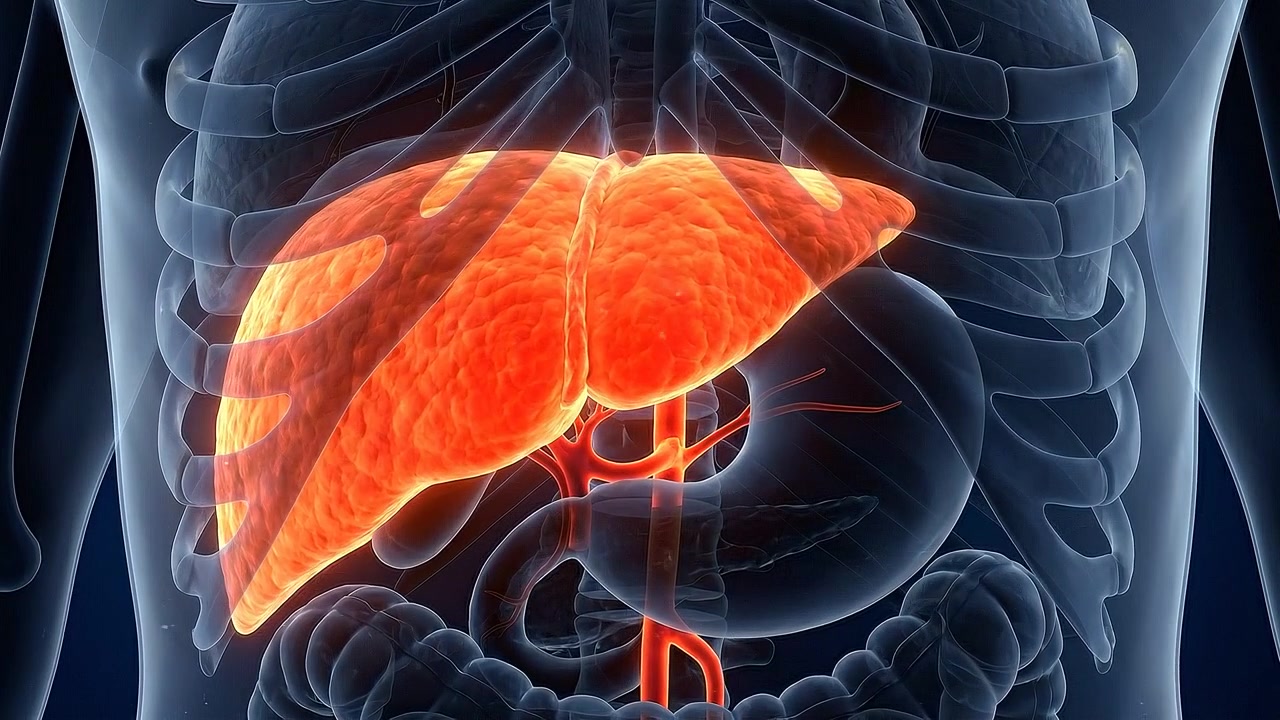 3D Medical Animation of Human Liver Anatomy