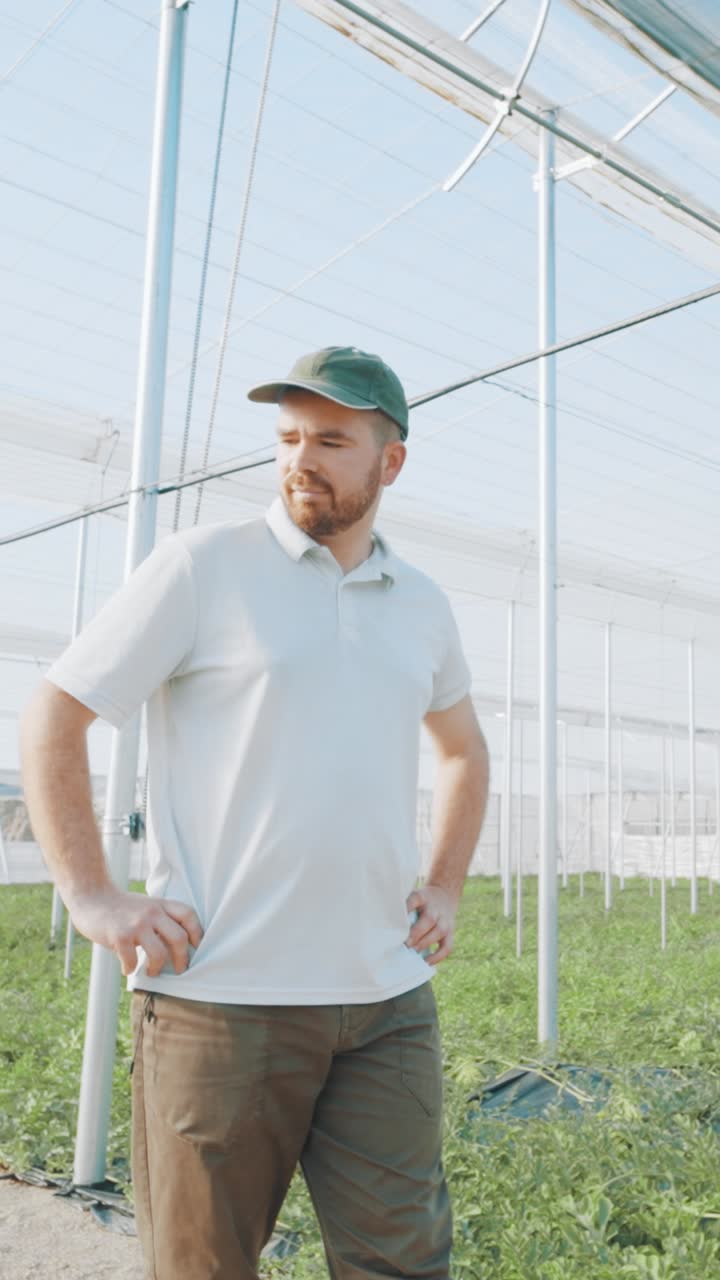 Farmer inspecting watermelon plants in greenhouse