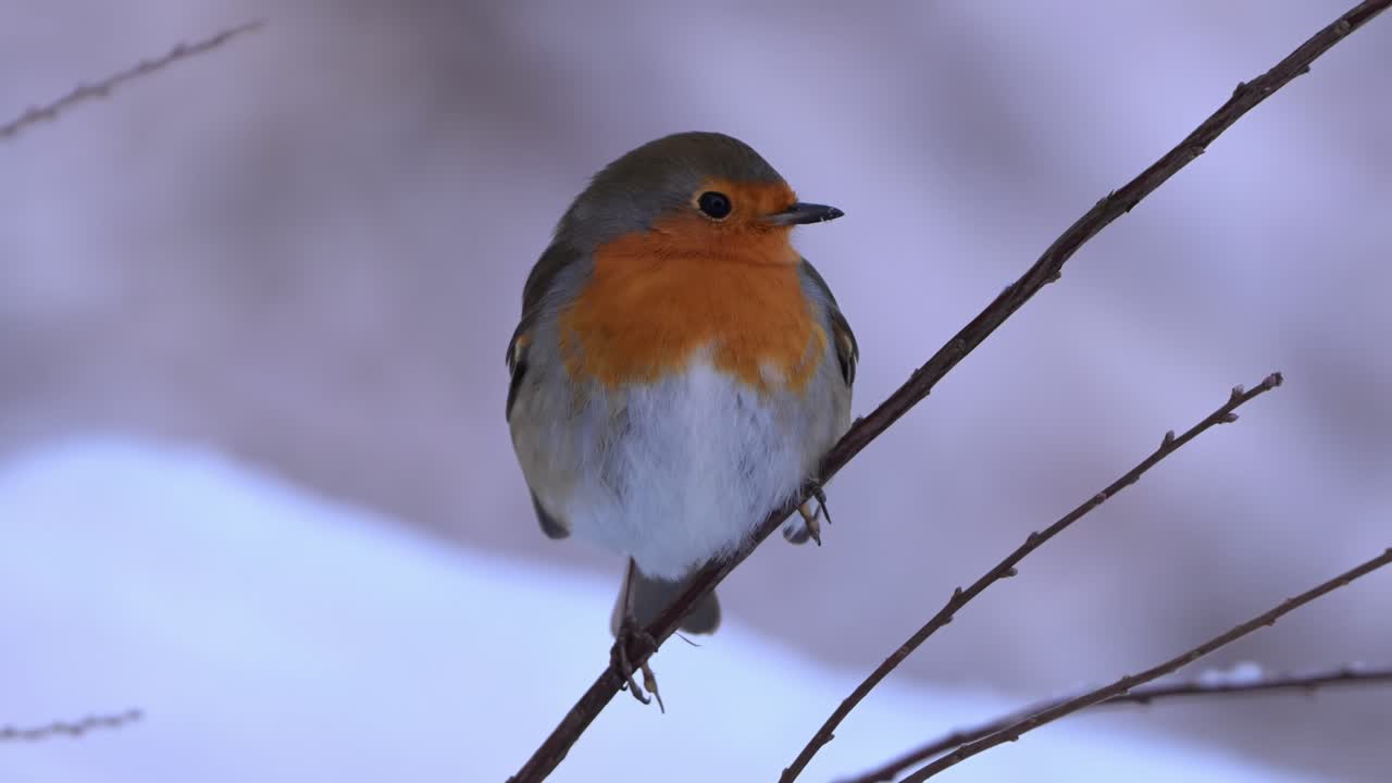 European Robin perched on small twig in winter, facing camera, centered close up, Norway.