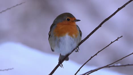 european robin perched on small twig in winter, facing camera, centered close up, norway.