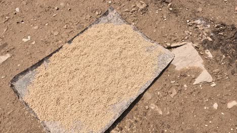 animal feed gradually vanishes from concrete slab.