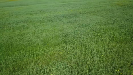 green wheat field with yellow flowers