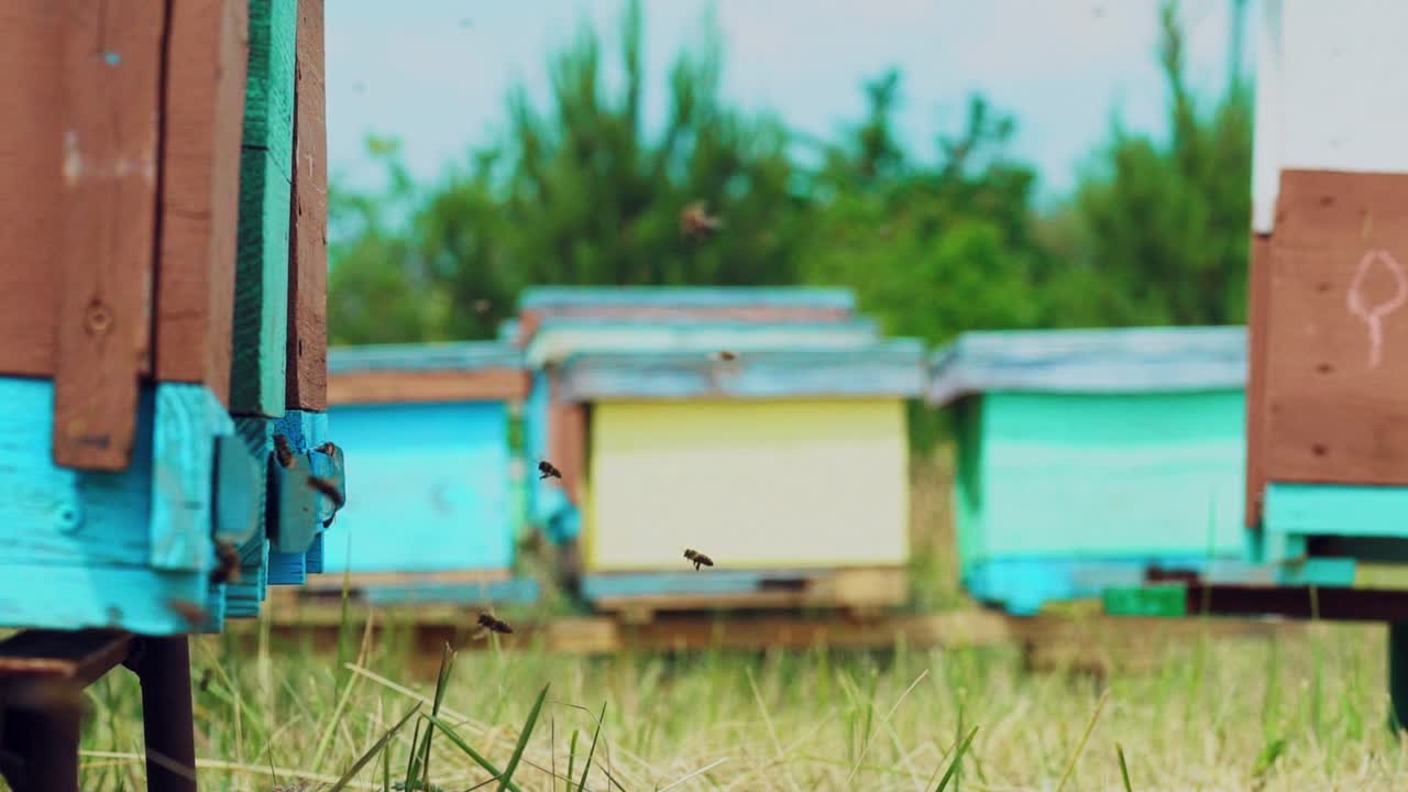 Slow motion of Honey Bee flying around Beehive with blurred background
