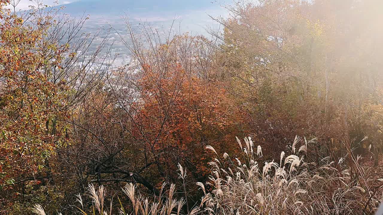 일본의 가을 풍경