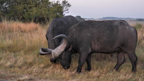 dos grandes toros de búfalo africanos perezosamente cierran los cuernos en una pradera seca