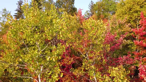 aerial drone shot flying over a colorful autumnal forest, with yellow and orange foliage, on a sunny day