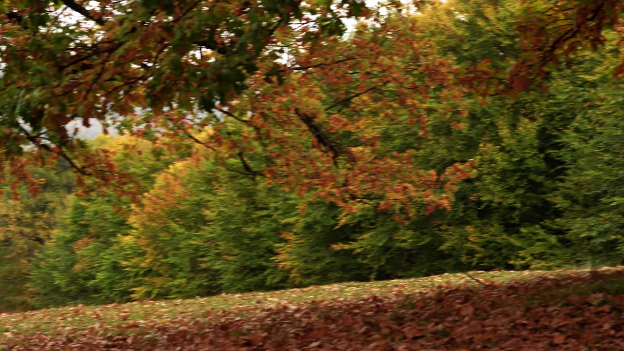 4k tomas de otoño, árboles y bosques de aspecto oxidado