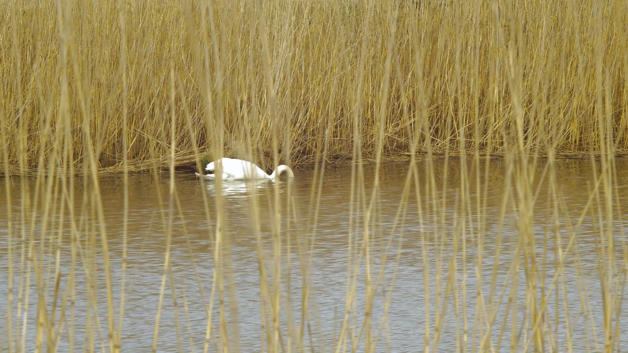 cisne mudo branco nada pelo lago calmo em um dia ensolarado, busca de comida, vapores de junco bege seco, tiro médio à distância