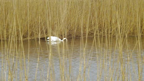 cisne mudo blanco nadando a través del lago tranquilo en un día soleado, buscando comida, vapores secos de caña beige, tiro medio desde la distancia