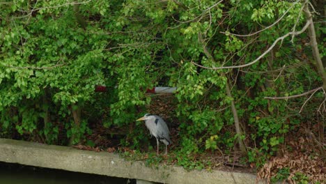 bird on riverbank watches preparing to dive to hunt it’s prey