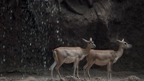 CLose-up-shot-of-deer-couple-resting-outdoors-ion-cave-beside-waterfall,slow-motion