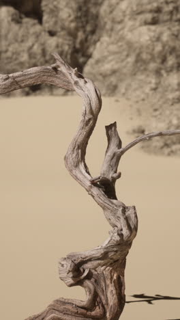 a twisted tree branch in the desert