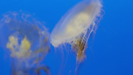 beautiful jellyfishes