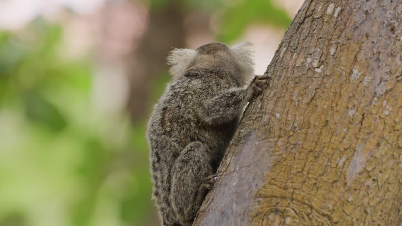 escalando mono capuchino exótico en el árbol mirando alrededor girando la cabeza a la luz del sol, cerrar