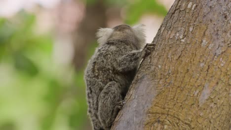 escalando mono capuchino exótico en el árbol mirando alrededor girando la cabeza a la luz del sol, cerrar