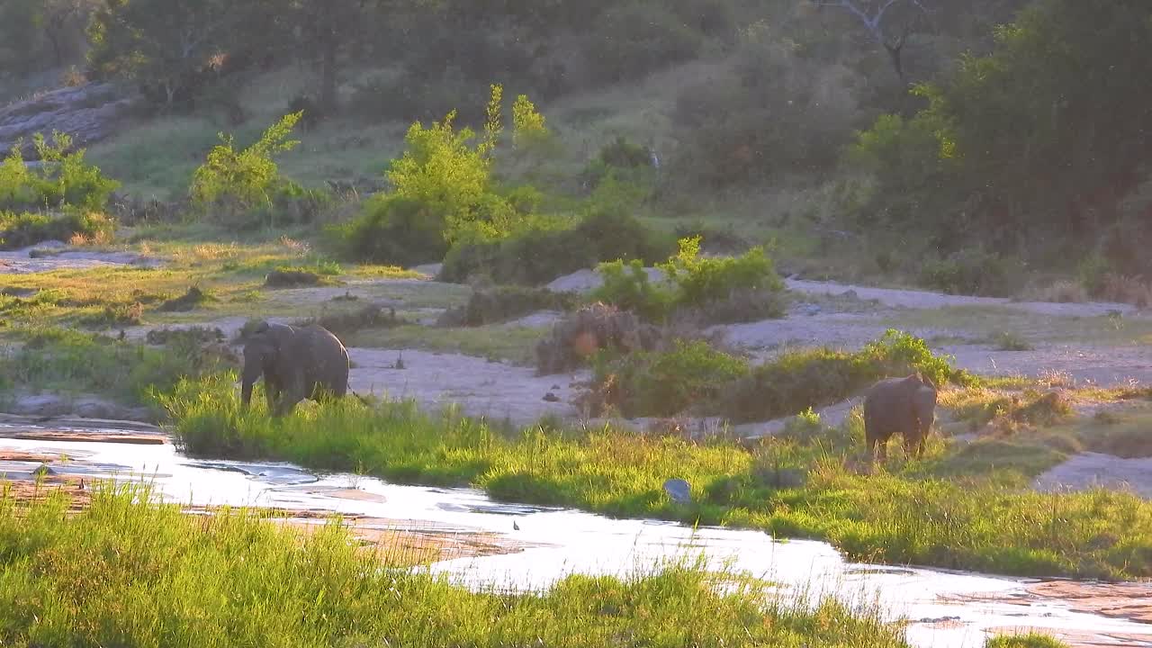 Elephant herd resting at the riverside in Kruger National Park, South Africa.