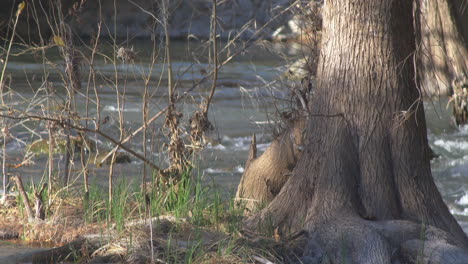 la base de un árbol en la orilla del río guadalupe en el centro de texas.