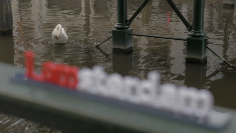 white swan in water and i amsterdam slogan