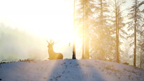 proud noble deer male in winter snow forest